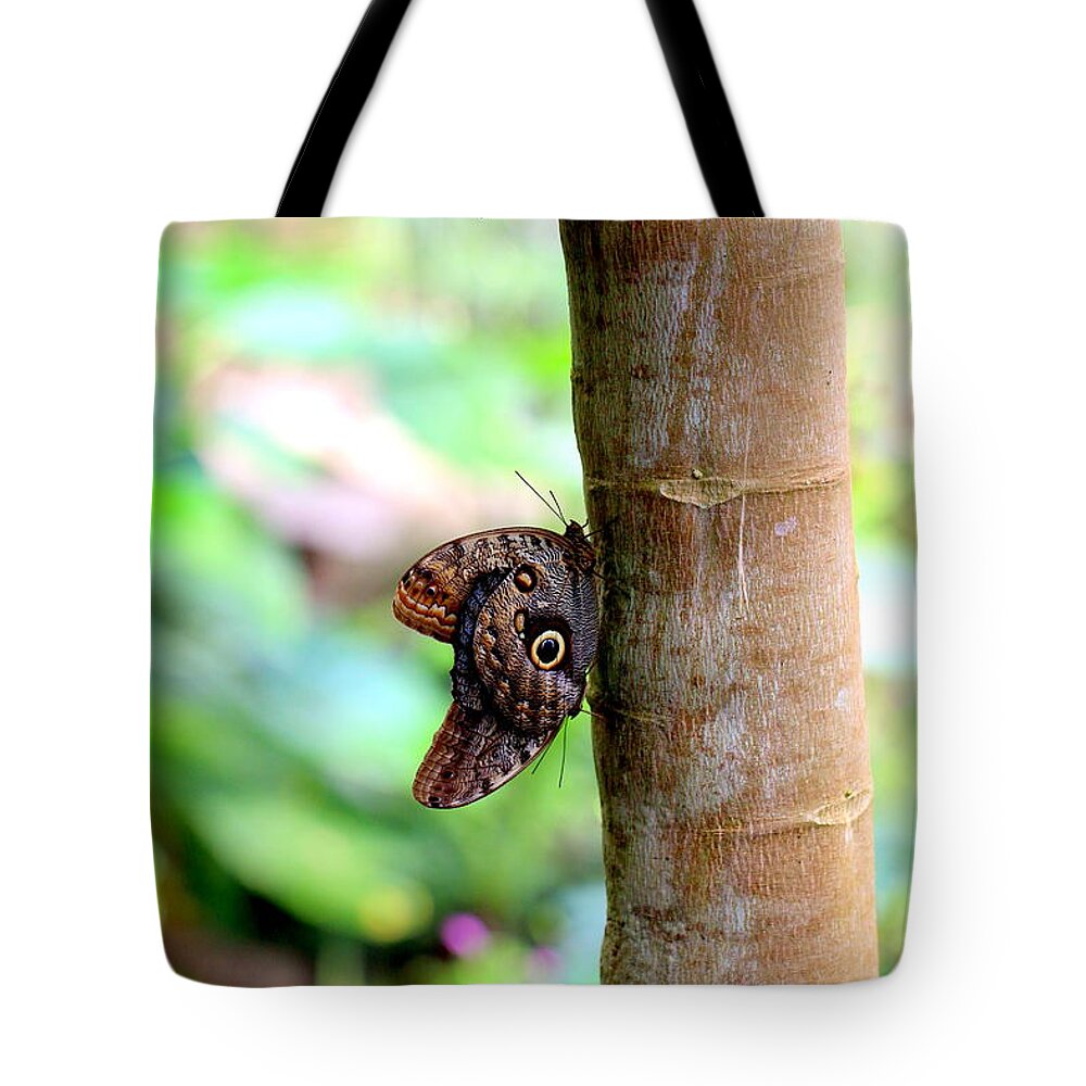 Caligo Tote Bag featuring the photograph Three Butterflies 2 Caligo Atreus 1 Dead Leaf Butterfly by Amanda Mohler