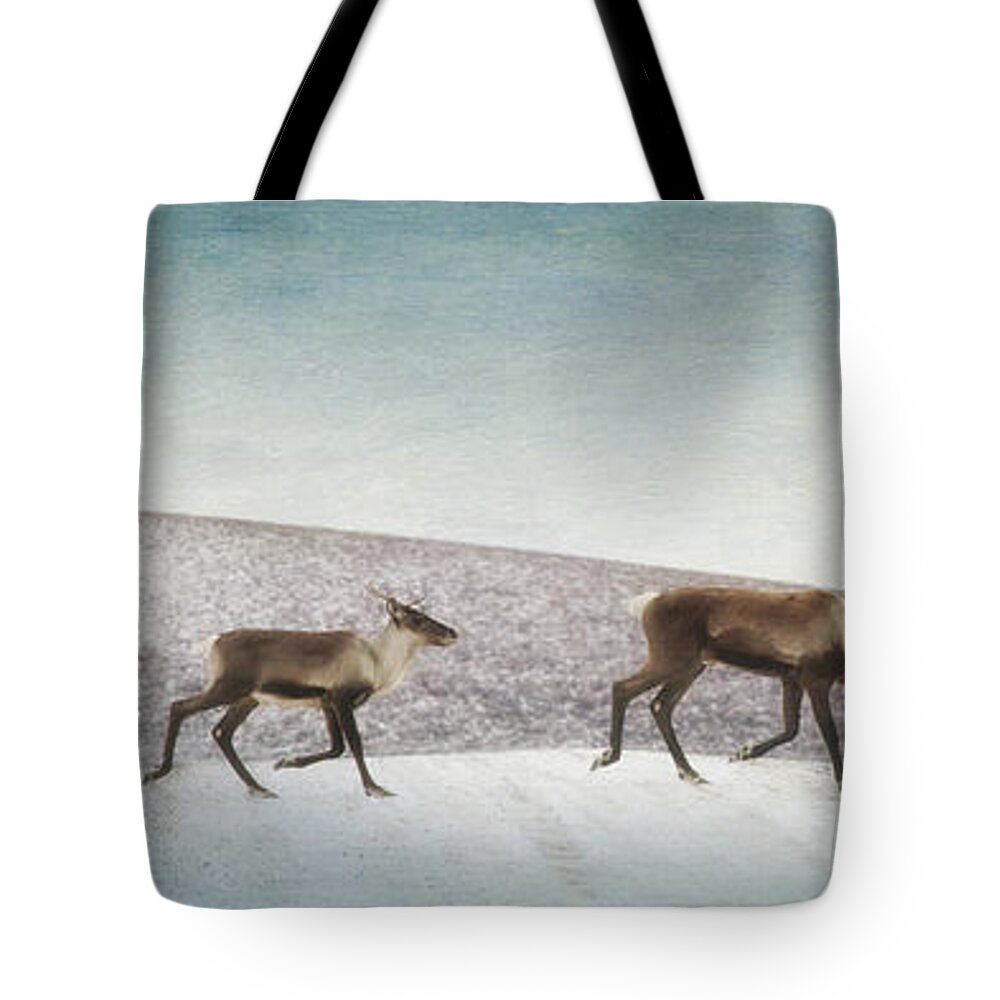 Animal Tote Bag featuring the photograph Three caribous by Priska Wettstein