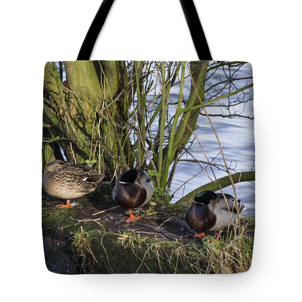  Duck Tote Bag featuring the photograph Three In A Row by Spikey Mouse Photography