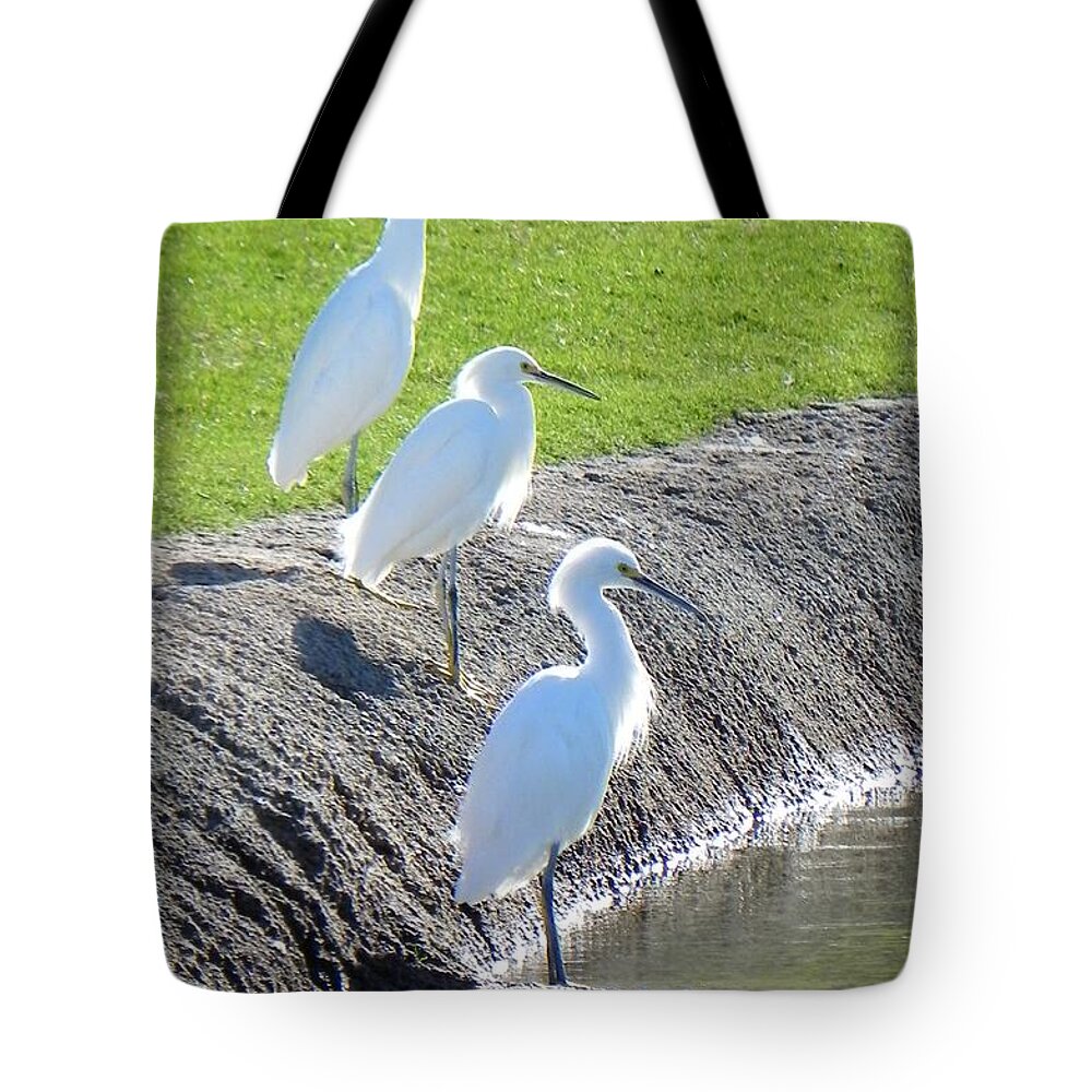 Egret Tote Bag featuring the photograph Three Stooges by Deb Halloran