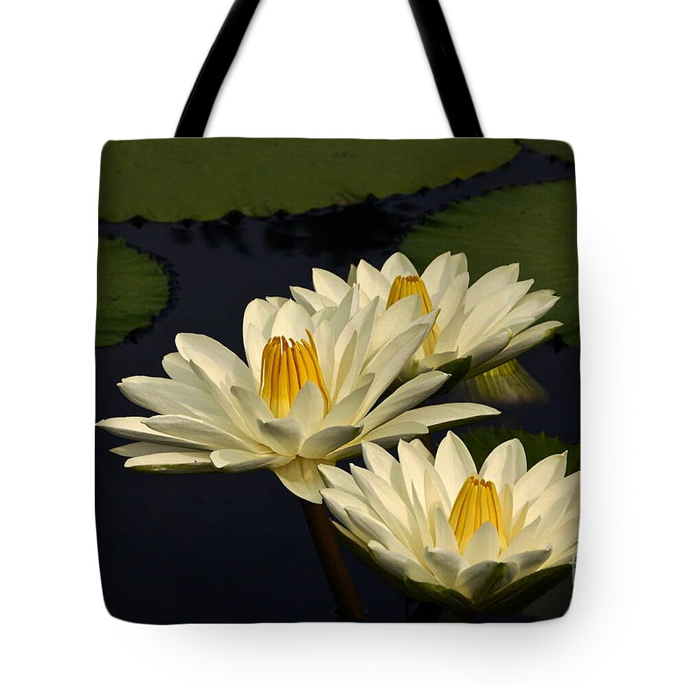 Nymphaea Tote Bag featuring the photograph Three White Tropical Water Lilies by Byron Varvarigos