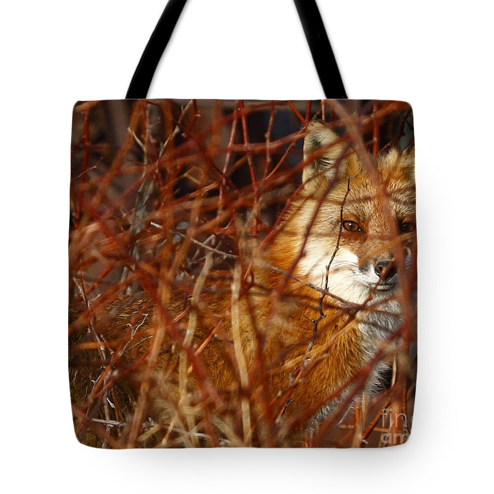 Briar Tote Bag featuring the photograph Thru The Eyes Of Brer Rabbit by Roger Bailey