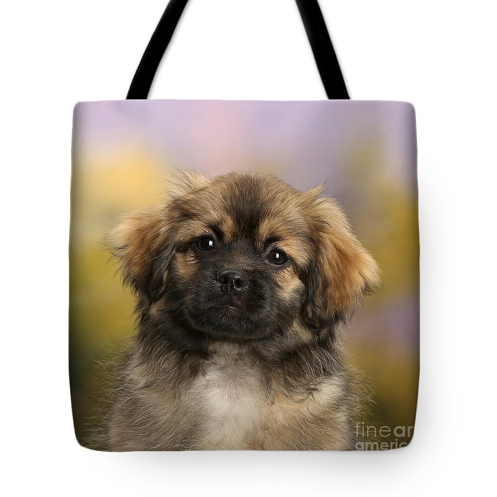 Nature Tote Bag featuring the photograph Tibetan Spaniel Puppy by Mark Taylor