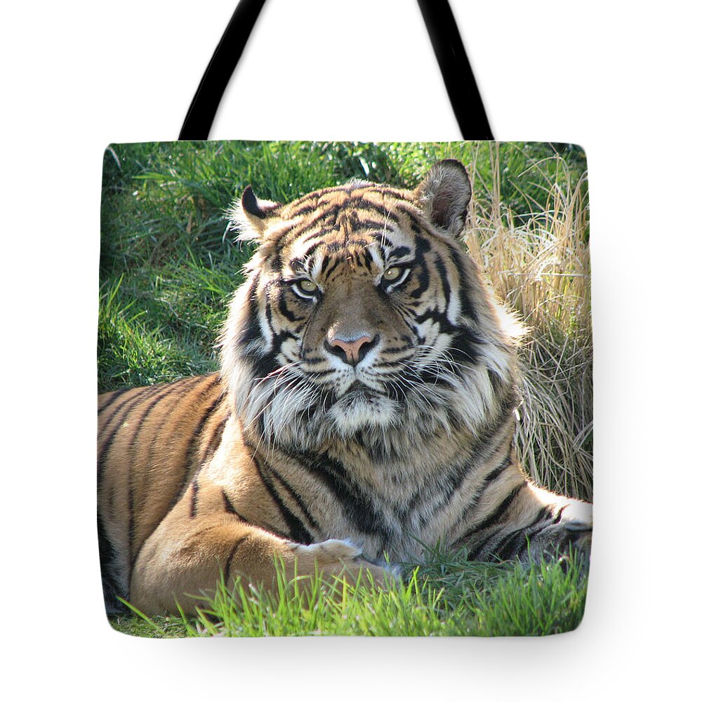 Tiger Tote Bag featuring the photograph Tiger 2 by Helaine Cummins