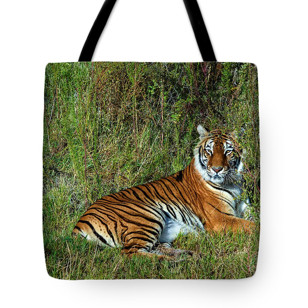 Tiger Tote Bag featuring the photograph Tiger in the Grass by Evelyn Harrison
