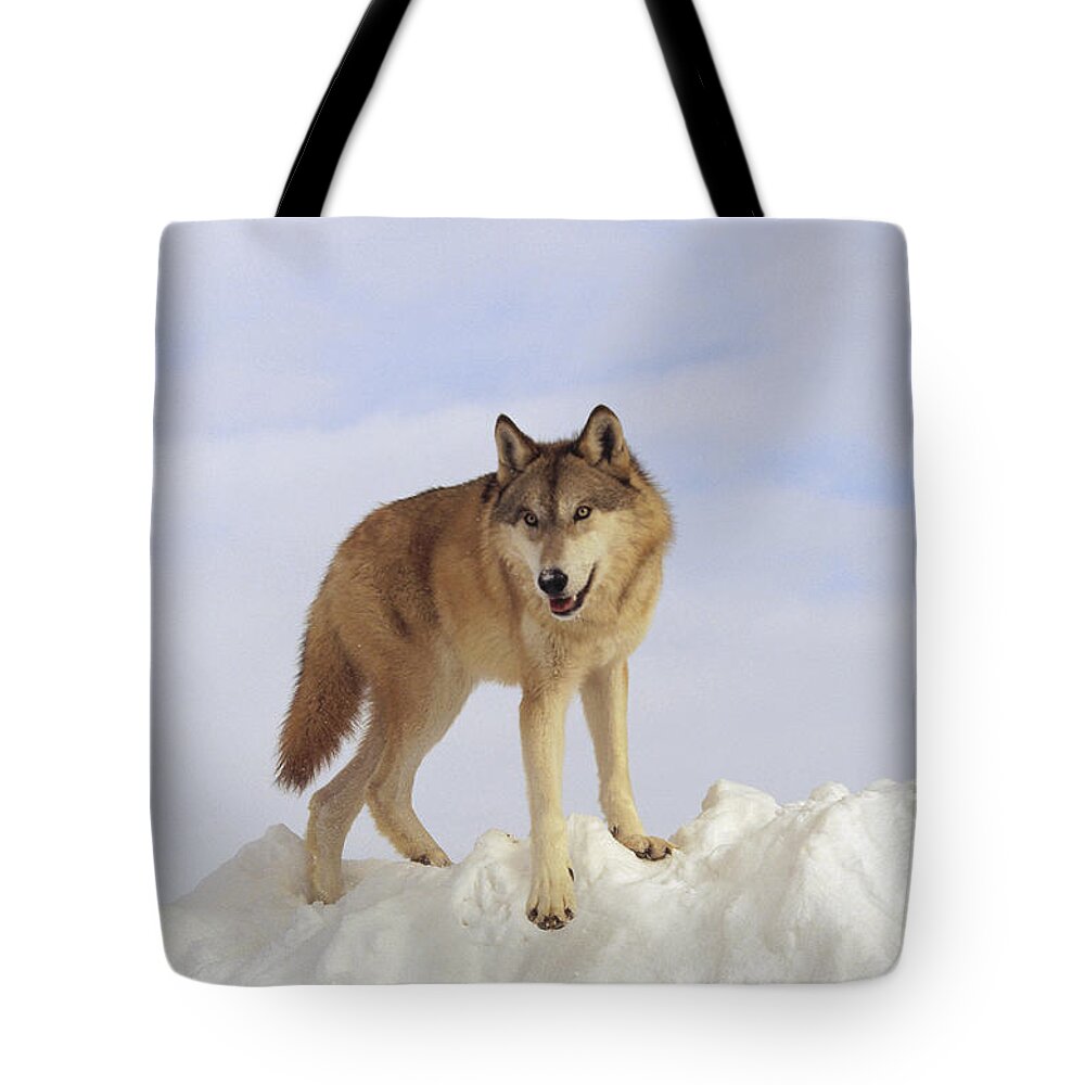 Feb0514 Tote Bag featuring the photograph Timber Wolf Atop Snow Bank Montana by Tim Fitzharris
