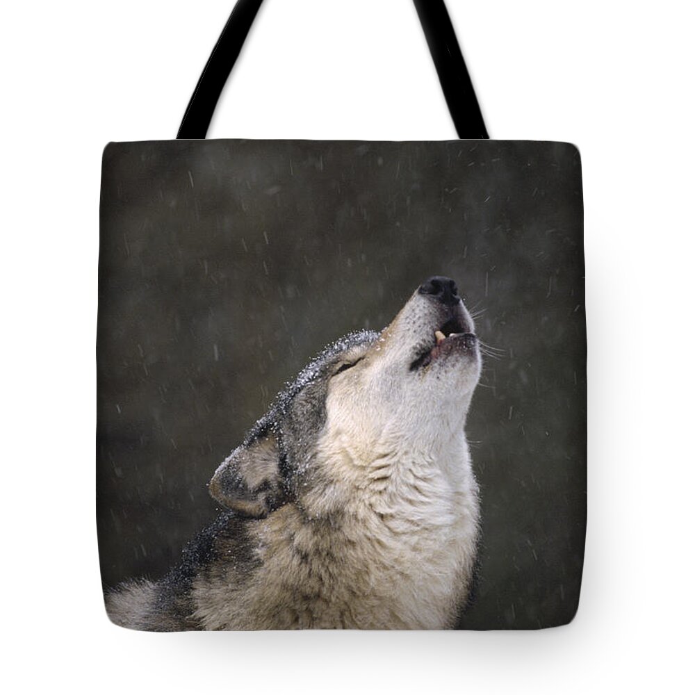 Feb0514 Tote Bag featuring the photograph Timber Wolf Howling Close by Gerry Ellis