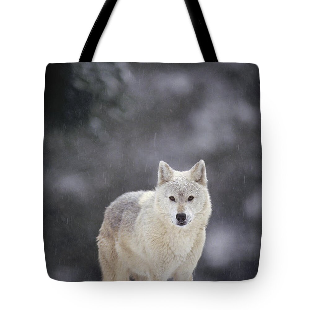 Feb0514 Tote Bag featuring the photograph Timber Wolf In Falling Snow by Gerry Ellis