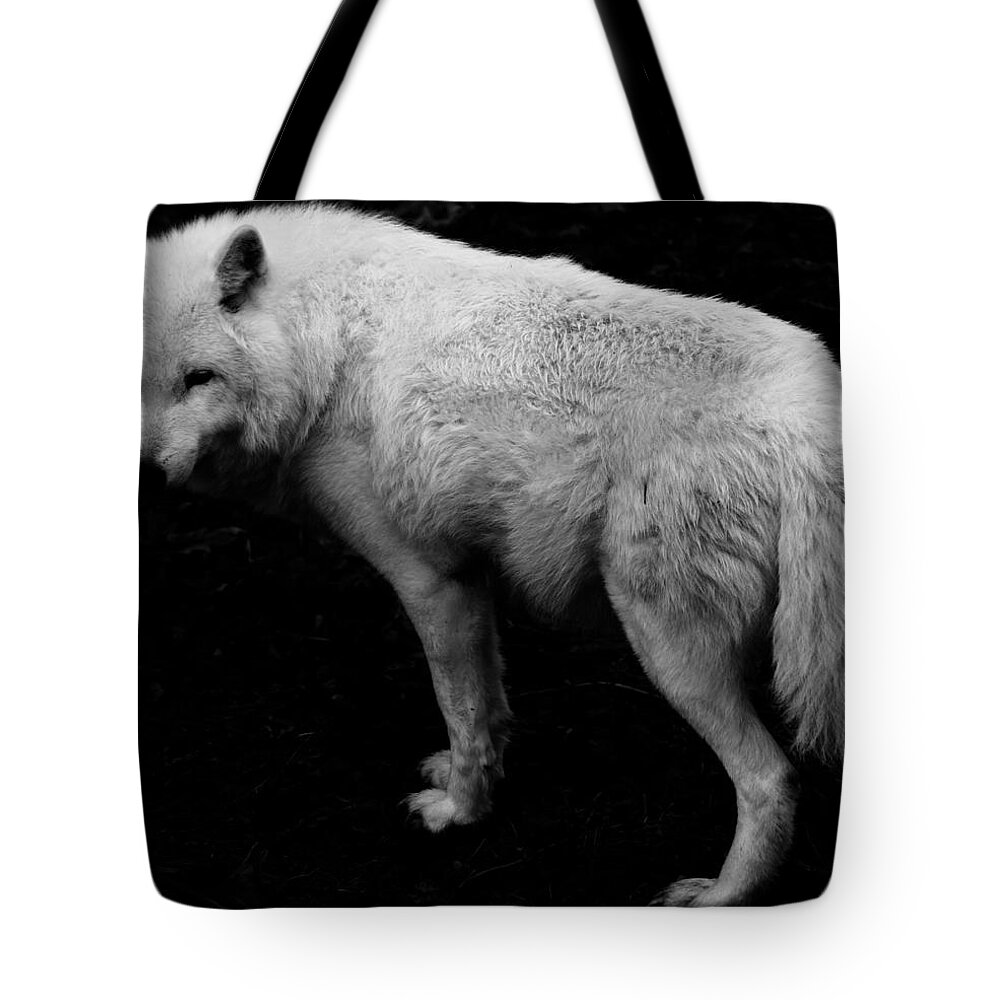 Timber Wolf Tote Bag featuring the photograph Timber Wolf by J C