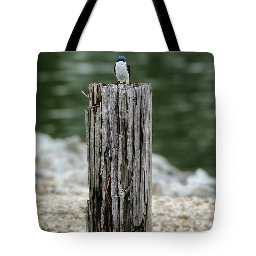Bird Tote Bag featuring the photograph Tiny Guardian by Jai Johnson