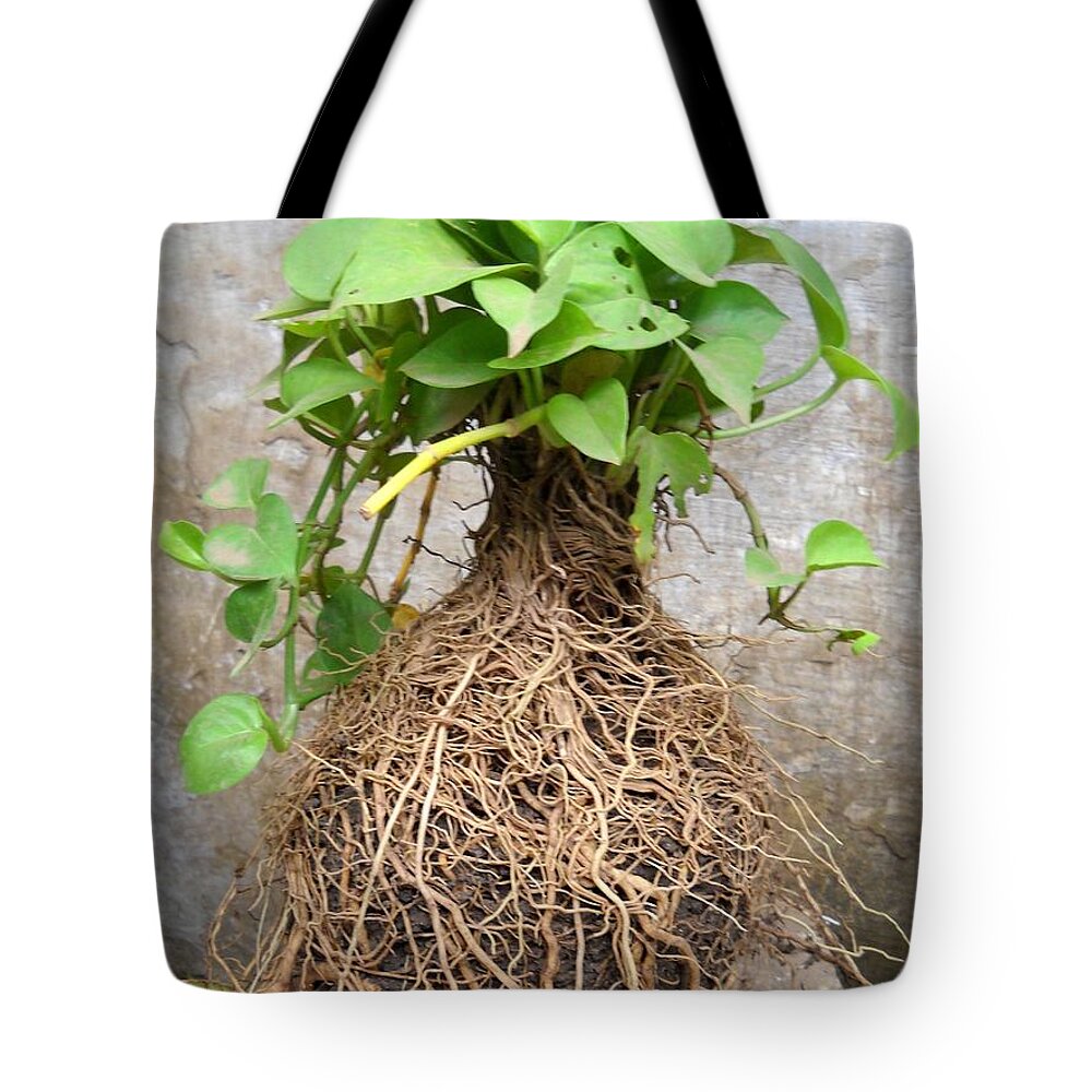 Plant With Roots.roots-network.nature Magic Tote Bag featuring the photograph Tiny-plant with multi-roots by Basant Soni