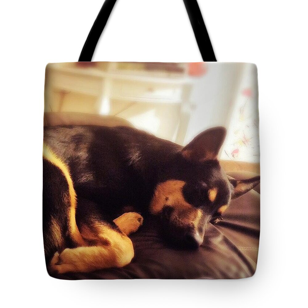 Dogsofinstagram Tote Bag featuring the photograph Tired Boy Xx #darcy #dogs by Abbie Shores