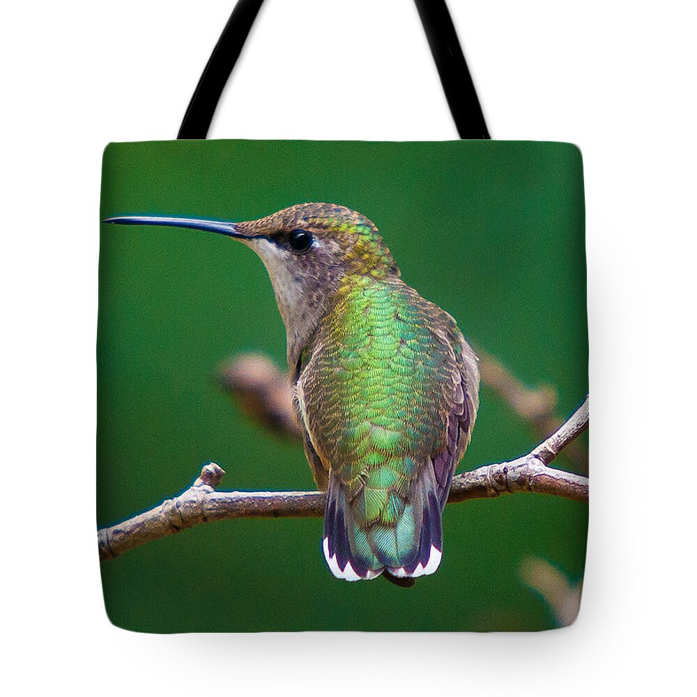 Ruby Throat Hummingbird Tote Bag featuring the photograph To The Left - To The Left by Robert L Jackson