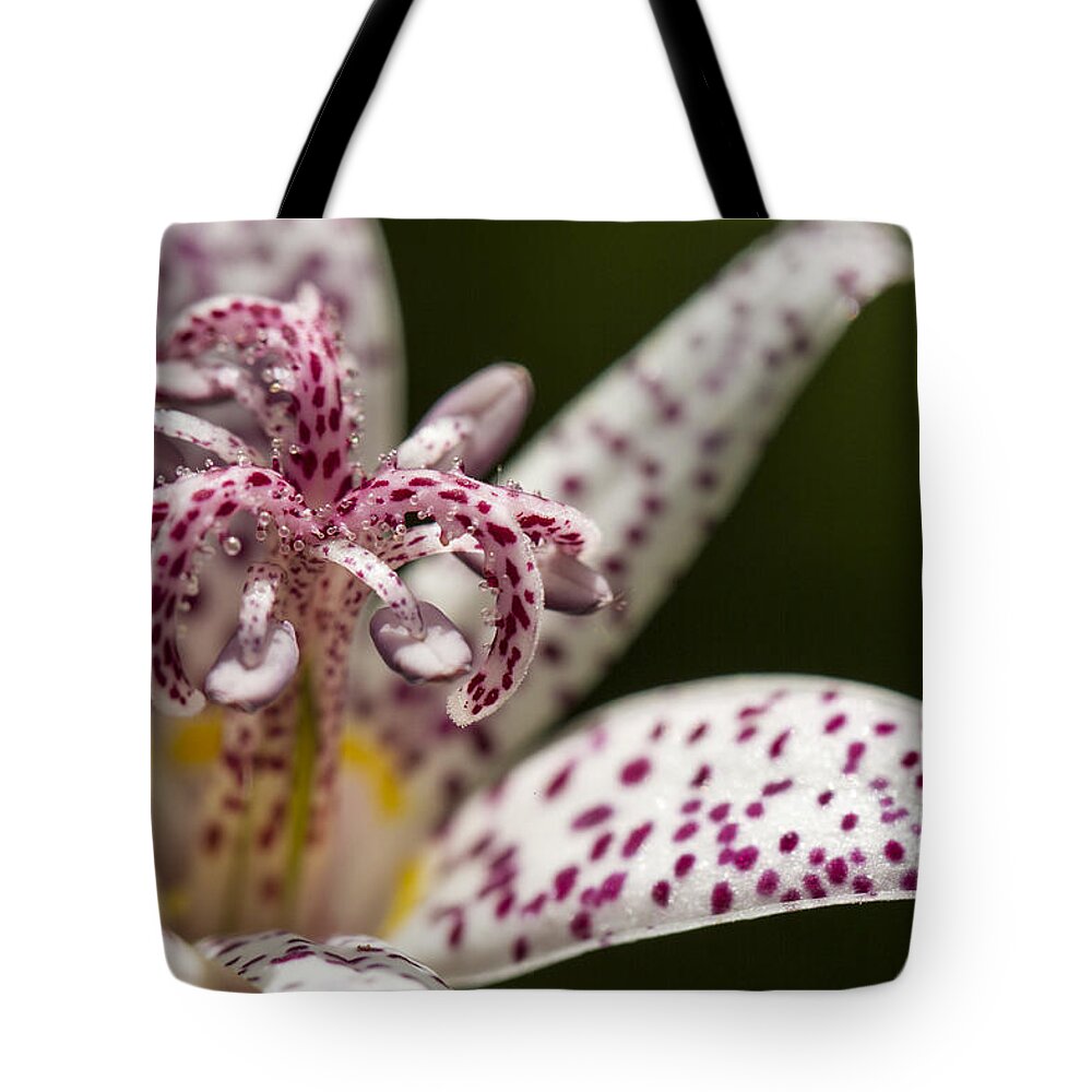 Flower Tote Bag featuring the photograph Toad Lily in Autumn by Clare Bambers