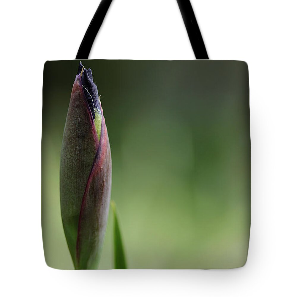 Iris Tote Bag featuring the photograph Today A Bud - Purple Iris by Debbie Oppermann