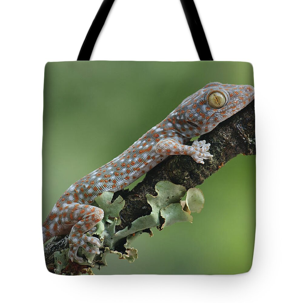 Feb0514 Tote Bag featuring the photograph Tokay Gecko Juvenile Thailand by Ch'ien Lee