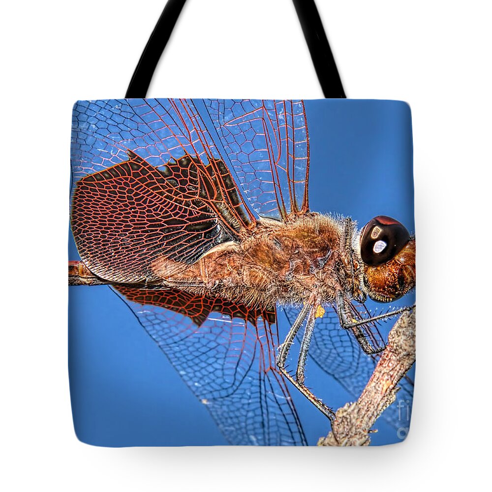 Dragonfly Tote Bag featuring the photograph Tramea Carolina Dragonfly by Olga Hamilton