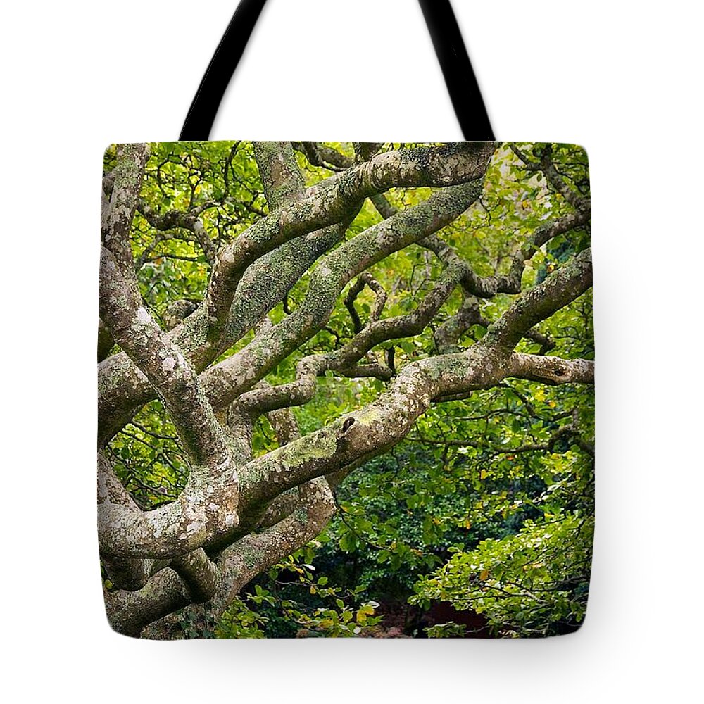 Wellington Botanical Garden Tote Bag featuring the photograph Tree #1 by Stuart Litoff