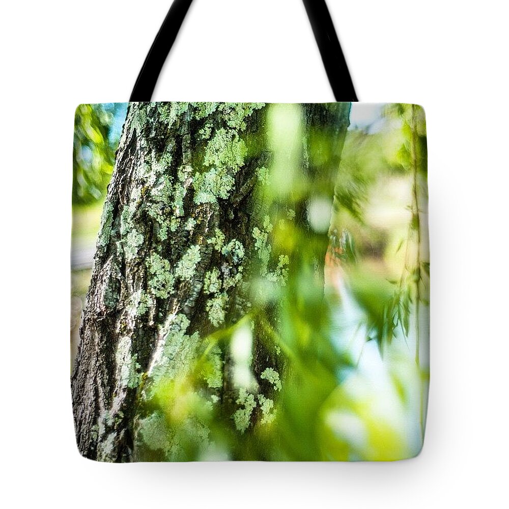 Life Tote Bag featuring the photograph Tree Beauty by Aleck Cartwright