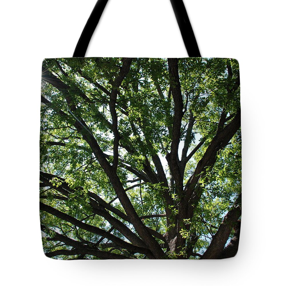 Tree Tote Bag featuring the photograph Tree Canopy Sunburst by Kenny Glover