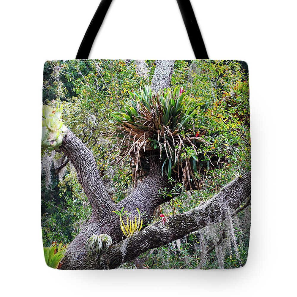 Maria Selby Gardens Tote Bag featuring the photograph Tree Garden by Judy Wolinsky