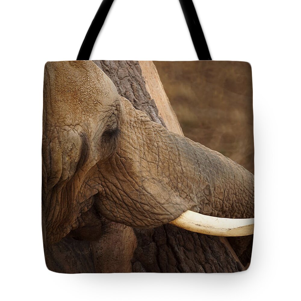 Tree Hugging Elephant Tote Bag featuring the photograph Tree Hugging Elephant by Ernest Echols