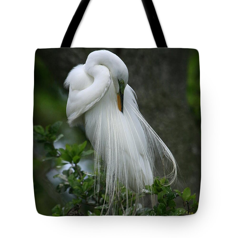 Great Egret Tote Bag featuring the photograph Tree of Plumes by John F Tsumas
