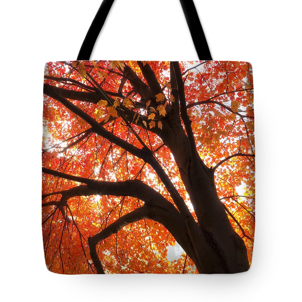 Tree Tote Bag featuring the photograph Tree Orange Blast by Joseph Hedaya