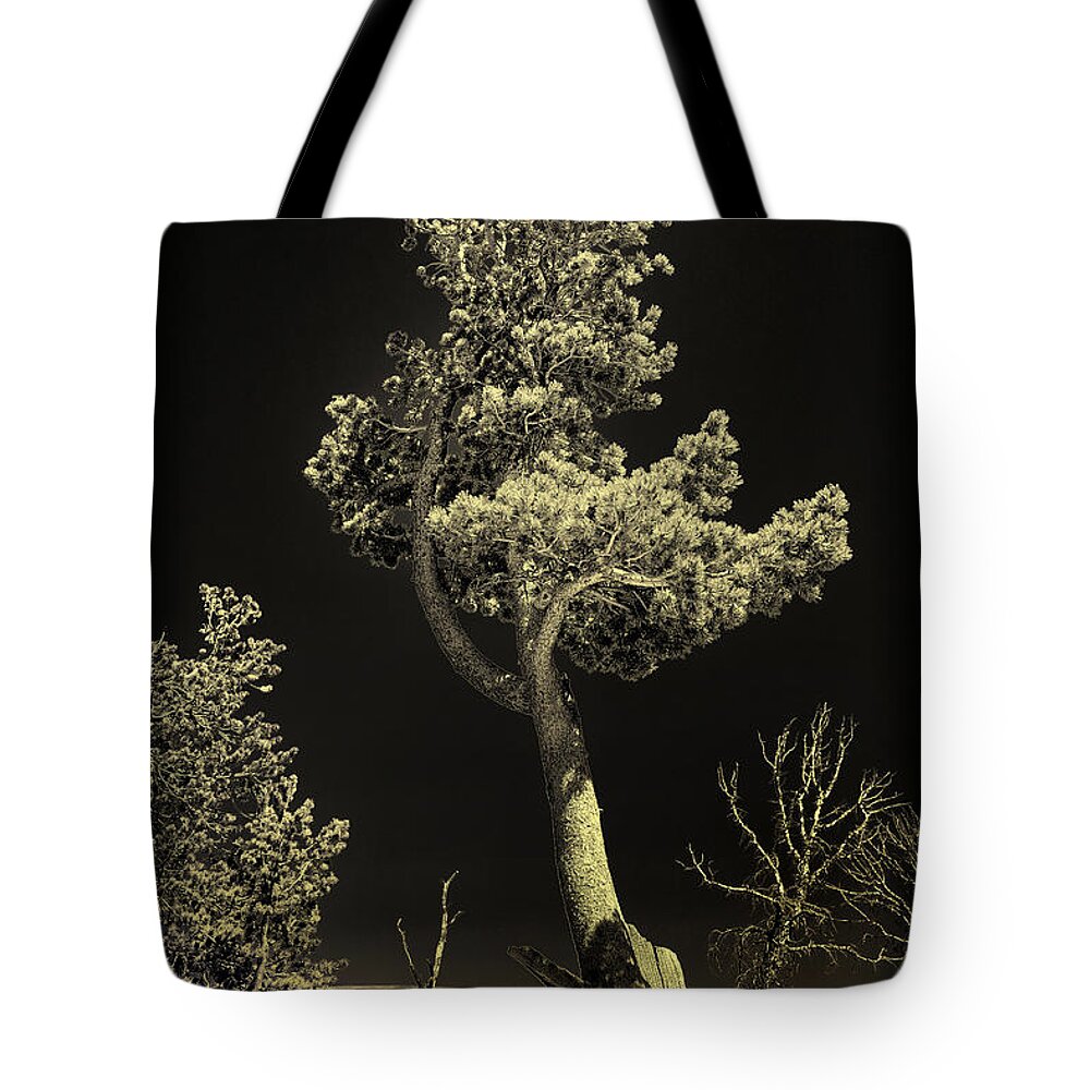 Black And White Tote Bag featuring the photograph Tree Portrait Black and White by Greg Norrell