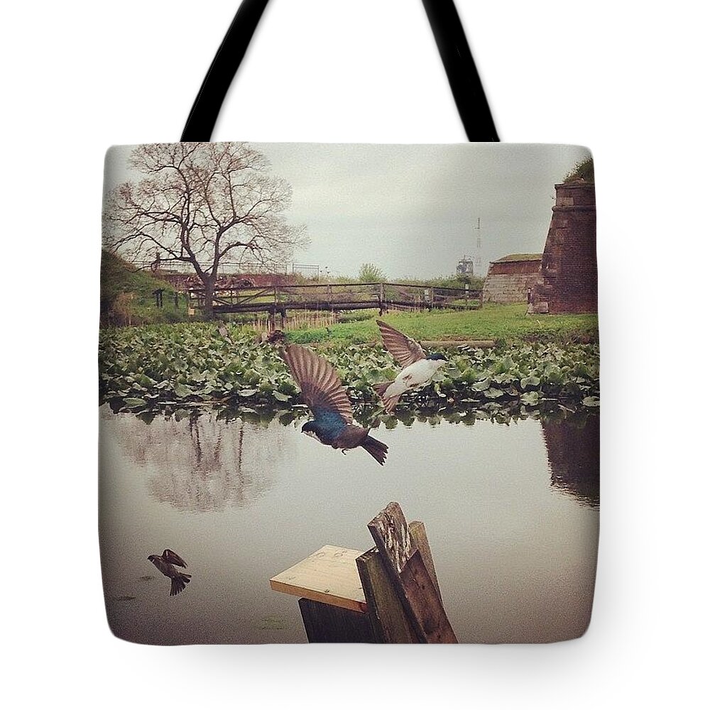 Exploring Tote Bag featuring the photograph Tree Swallows. They Might Be My by Katie Cupcakes