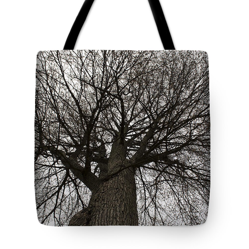 Tree Tote Bag featuring the photograph Tree Web by Jatin Thakkar