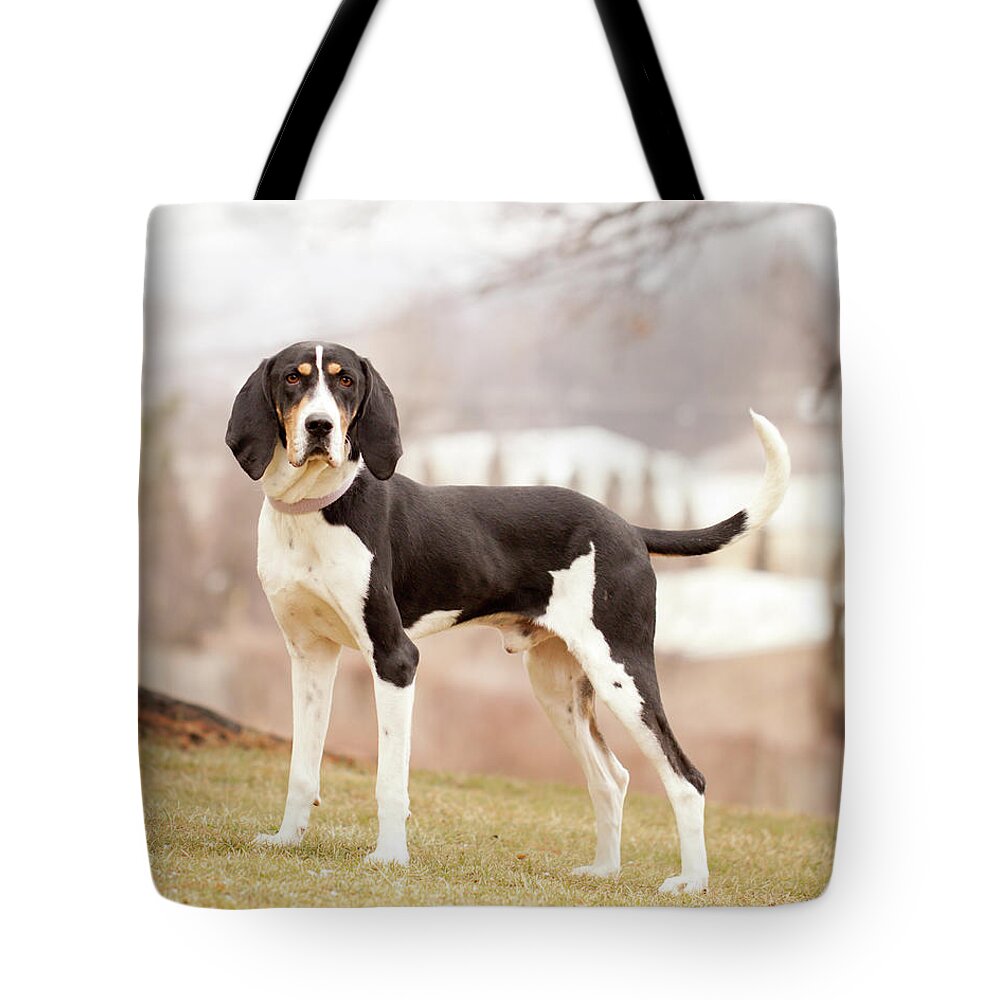 Pets Tote Bag featuring the photograph Treeing Walker Coonhound Standing On by Kerri Wile