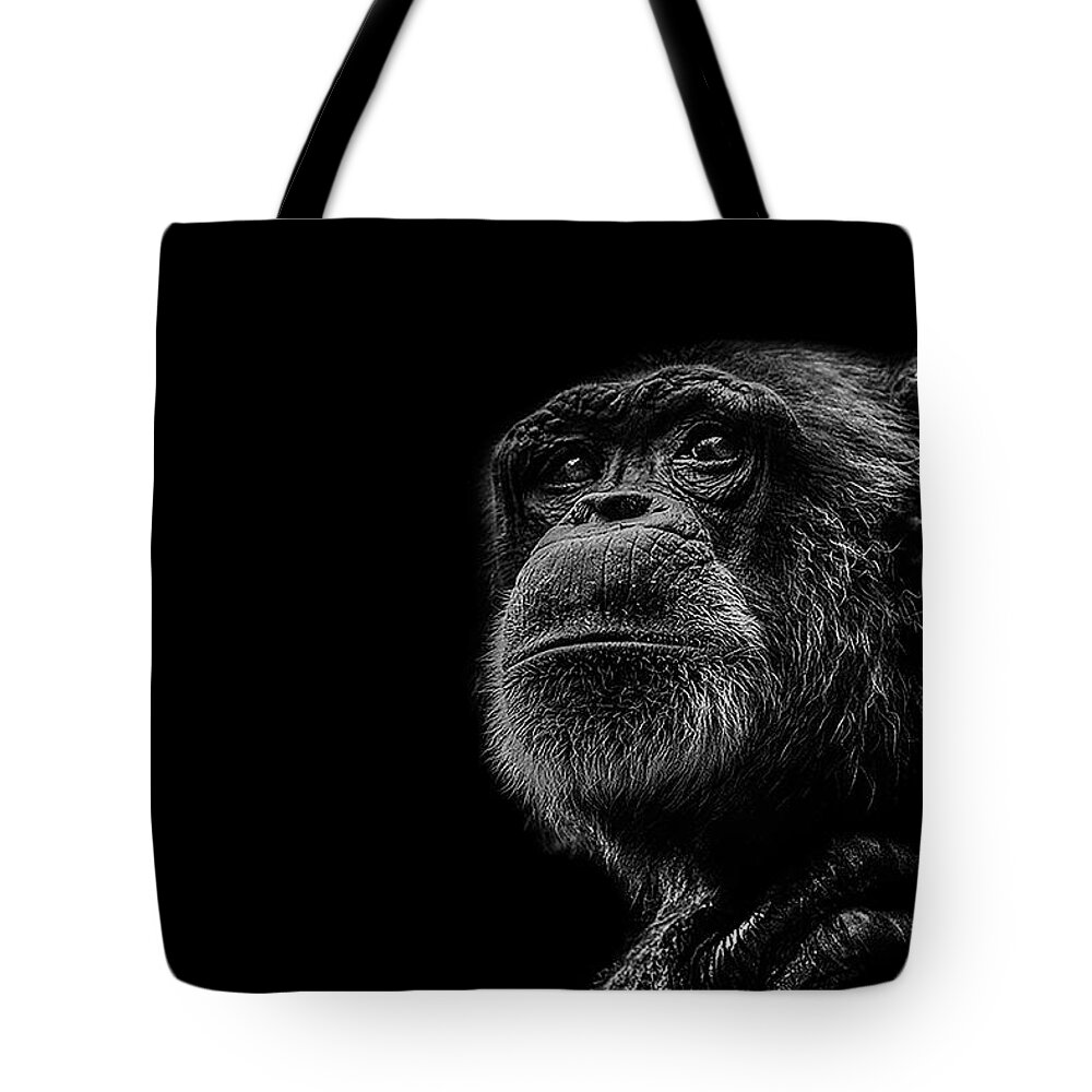 Chimpanzee Ape Portrait Low Key Wildlife Nature Tote Bag featuring the photograph Trepidation by Paul Neville