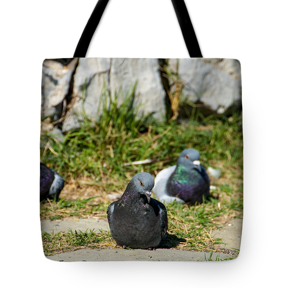 Europe Tote Bag featuring the photograph Tres Pigeons by Matt Swinden