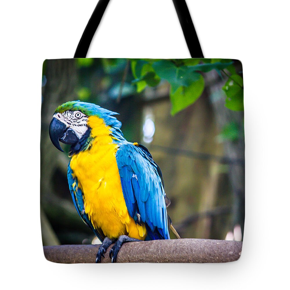 Bird Tote Bag featuring the photograph Tropical Parrot by Sara Frank