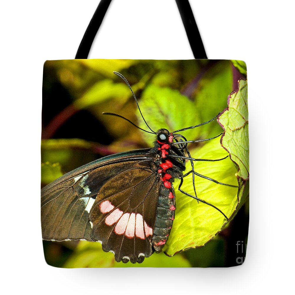 Nature Tote Bag featuring the photograph True Cattleheart Butterfly by Millard H. Sharp