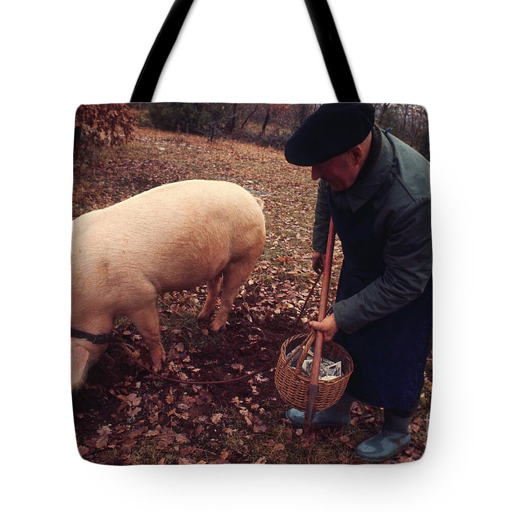 French Tote Bag featuring the photograph Truffle Hunting by J.N. Reichel/Rapho Agence
