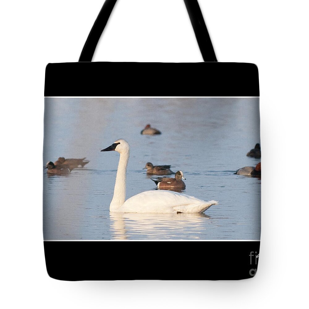 Swan Tote Bag featuring the photograph Trumpeter Swan by Bon and Jim Fillpot