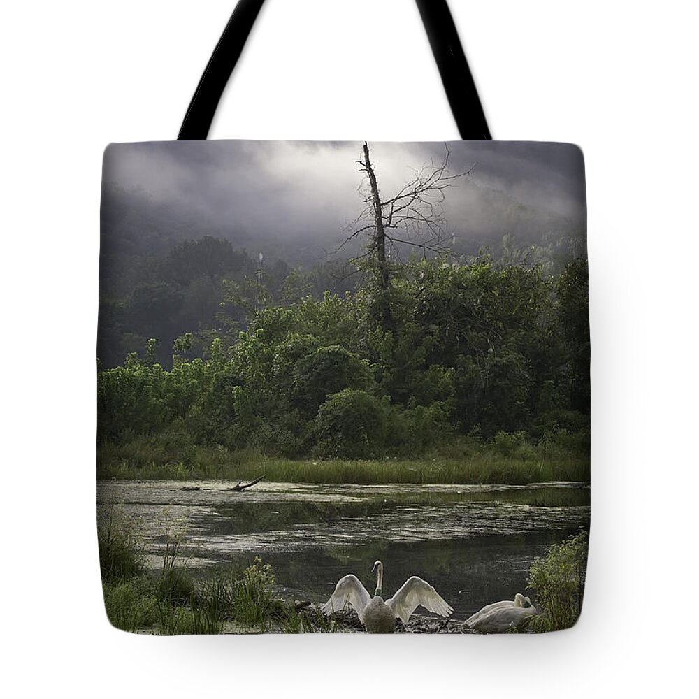 Trumpeter Swans Tote Bag featuring the photograph Trumpeter Swans at Sunrise by Michael Dougherty