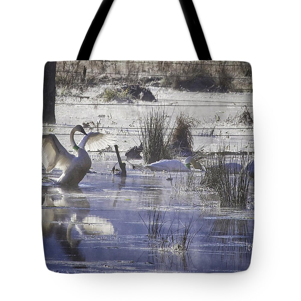 Trumpeter Swans Tote Bag featuring the photograph Trumpeter Swans on Winter Pond by Michael Dougherty