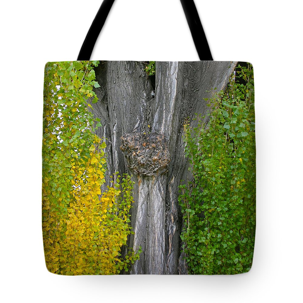 Tree Tote Bag featuring the photograph Trunk lines by Jenny Setchell