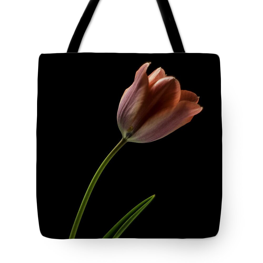 Still Life Tote Bag featuring the photograph Tulip in quiet Light by Ron Roberts