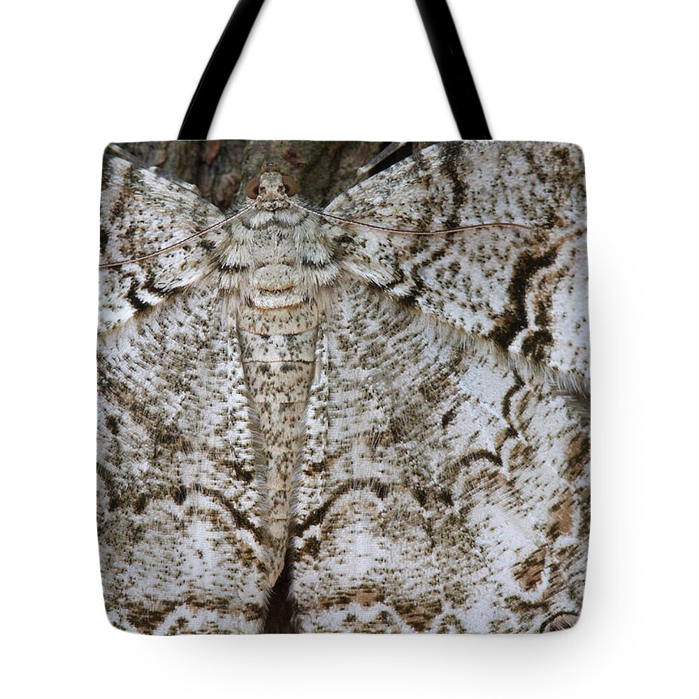 Tulip-tree Beauty Moth Tote Bag featuring the photograph Tulip-tree Beauty Moth by Daniel Reed