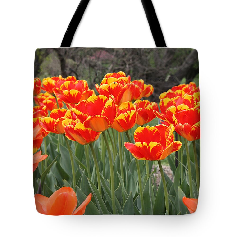 Tulips From Brooklyn Tote Bag featuring the photograph Tulips from Brooklyn by John Telfer