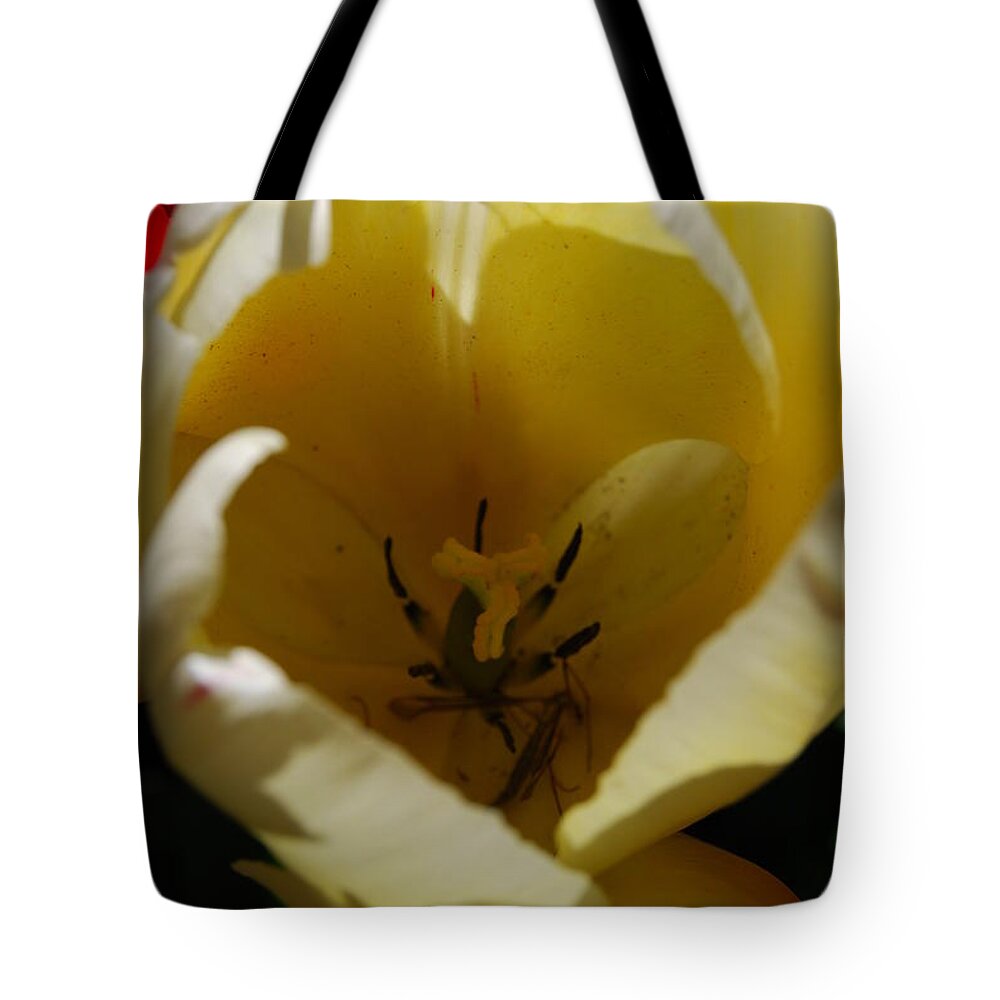 White Tulips Tote Bag featuring the photograph Tulip's Kiss by Jani Freimann