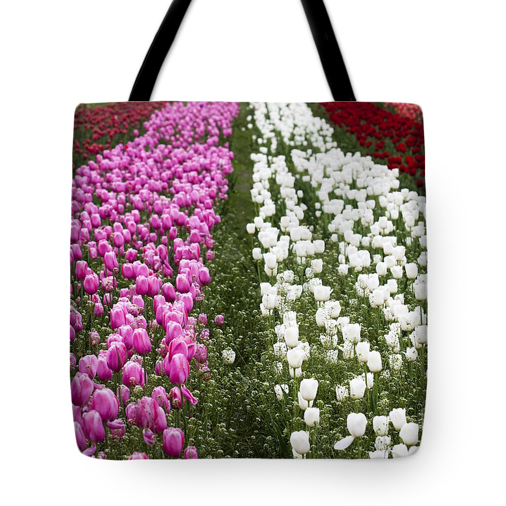 Tulips Tote Bag featuring the photograph Tulips by Patty Colabuono