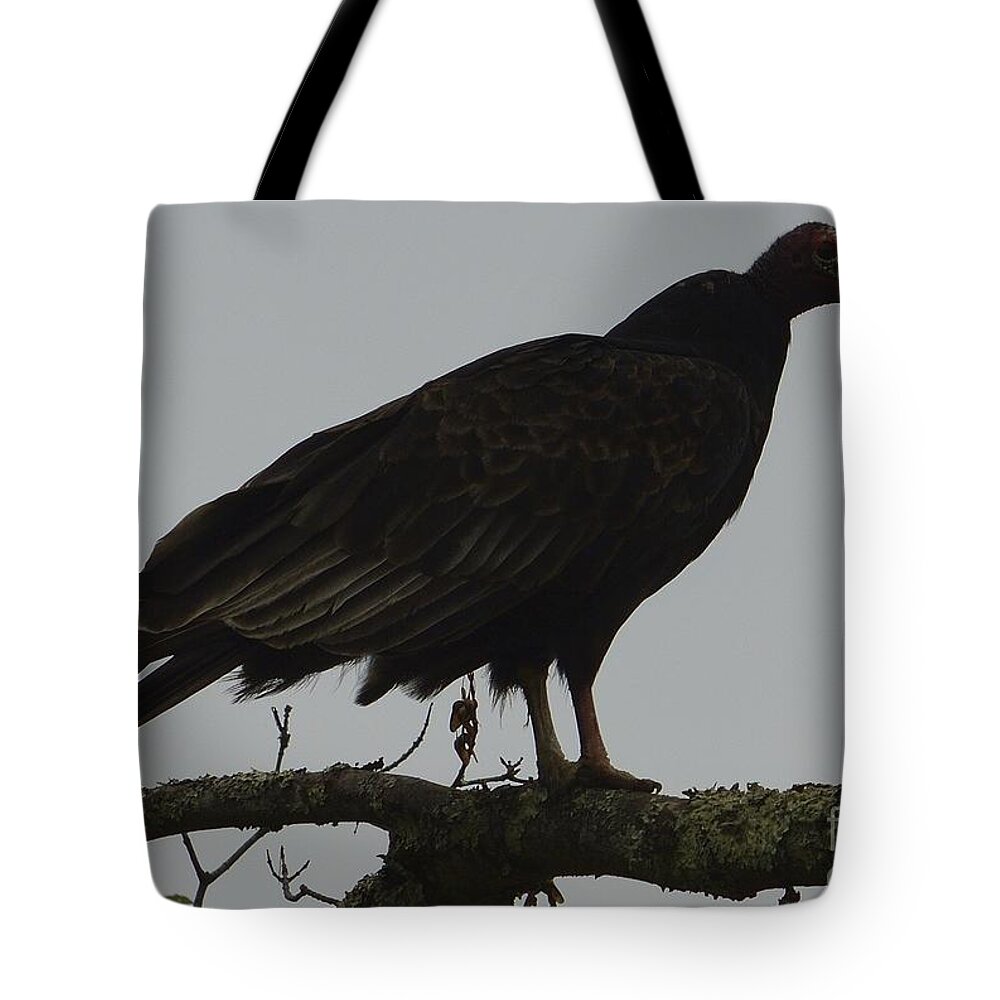 Scavanger Tote Bag featuring the photograph Turkey Vulture by Randy Bodkins
