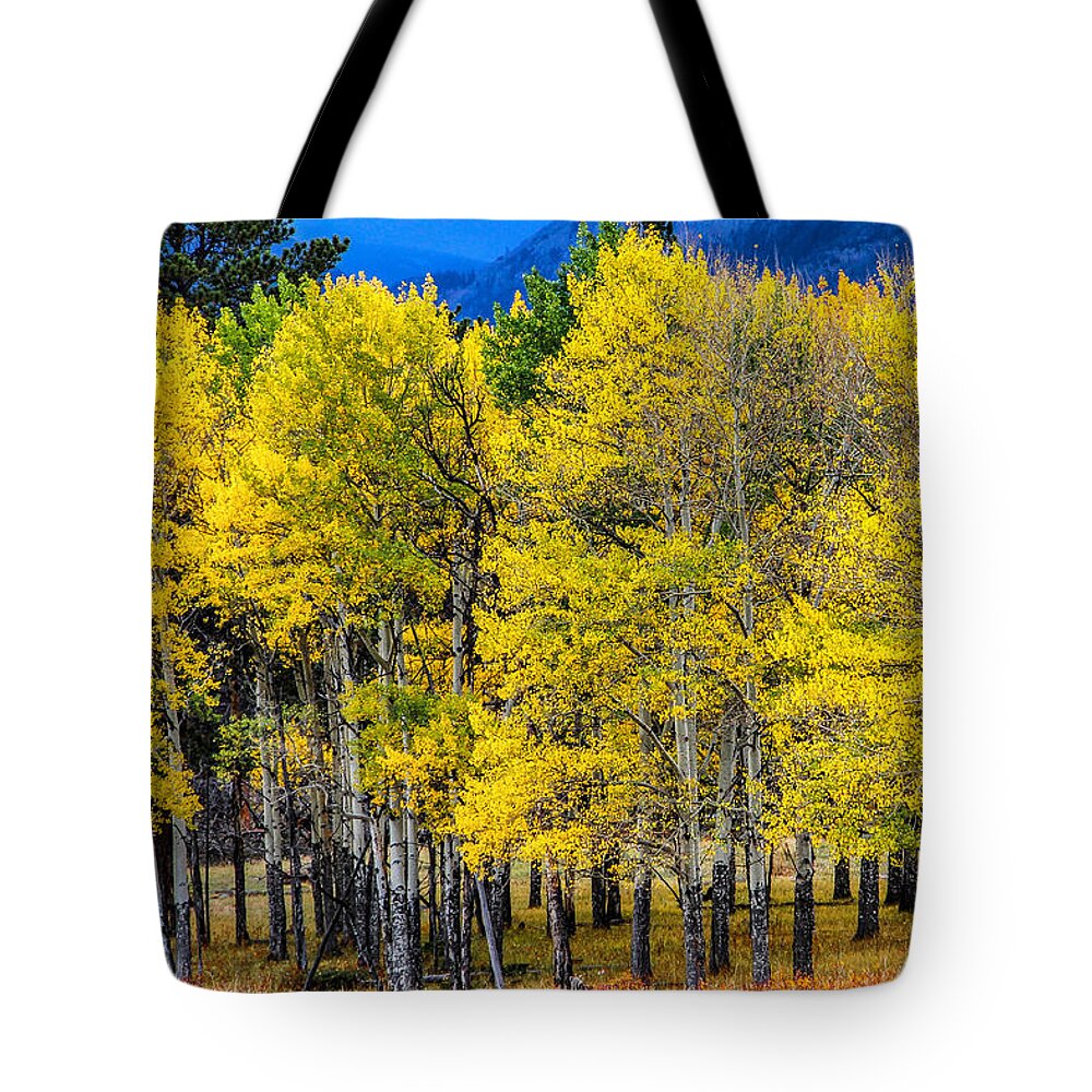 Aspen Grove Tote Bag featuring the photograph Turning of the Aspens by Juli Ellen