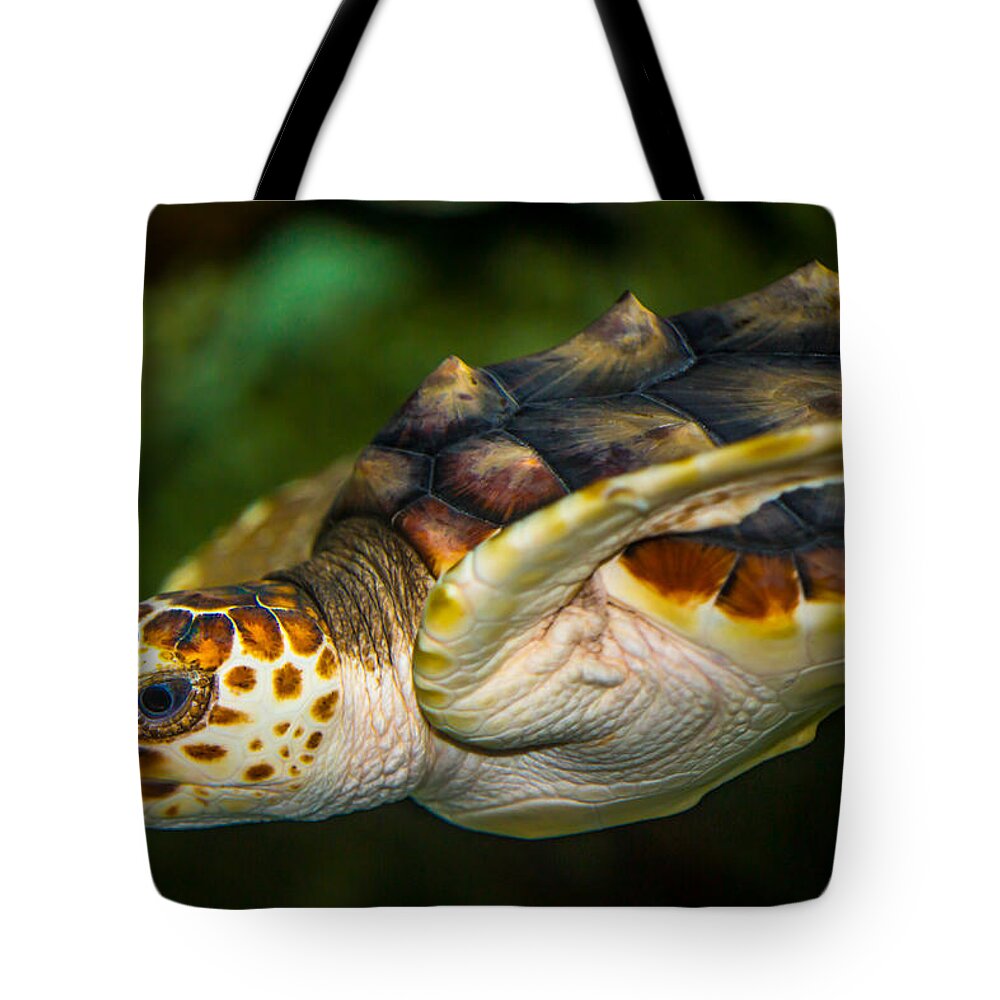  Tote Bag featuring the photograph Turtle by Dennis Goodman Photography