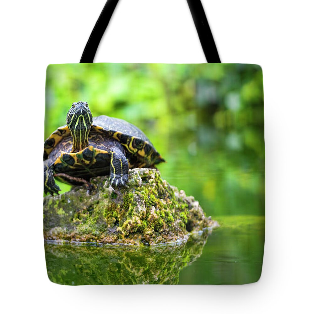Tranquility Tote Bag featuring the photograph Turtle On The Top by Picture By Tambako The Jaguar